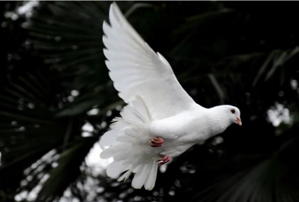 What is Pentecost?