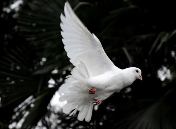 What is Pentecost?