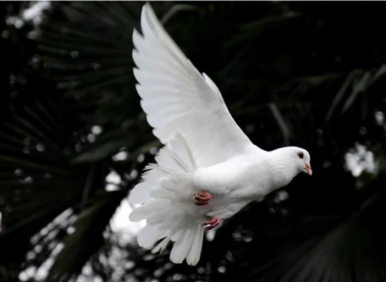 What is Pentecost?