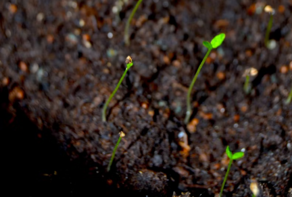 The Sanctity of a Seed